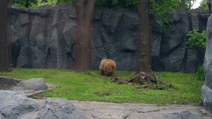 棕熊在栅栏后面的动物园里24秒视频