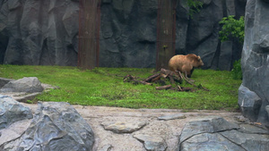 棕熊在绿草上强大的ursusarctos19秒视频