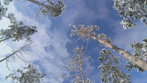 冬季森林中被雪覆盖的松树低角拍摄15秒视频