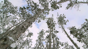 高高的松树覆盖着雪云在天空18秒视频
