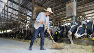 奶牛养殖场主清扫打理21秒视频