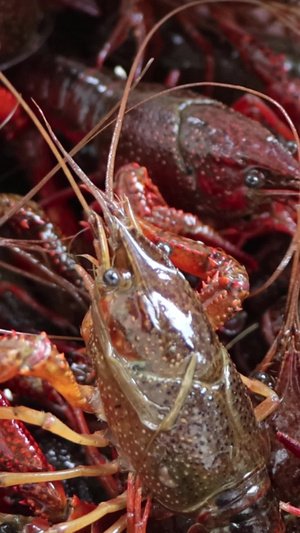 鲜活小龙虾实拍视频美食小龙虾30秒视频