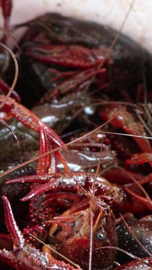 鲜活小龙虾实拍视频生猛小龙虾30秒视频