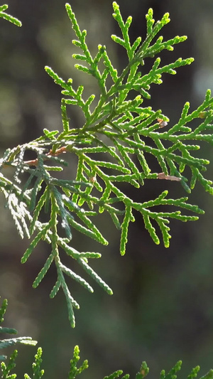 春季自然风光随风摇动的柏树树枝视频合集32秒视频