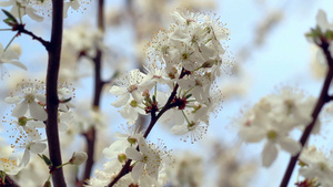 樱花春天开花的树上的花树上的樱桃花15秒视频