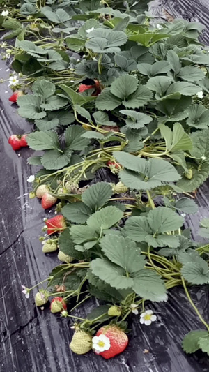 草莓种植基地无土栽培16秒视频