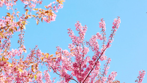 4K实拍春天娇艳盛开的樱花特写风景视频21秒视频