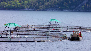 挪威的农场鱼类捕捞17秒视频