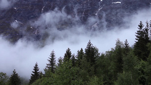挪威山林森林雾气10秒视频