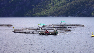 景色湖水农场鲑鱼捕捞15秒视频