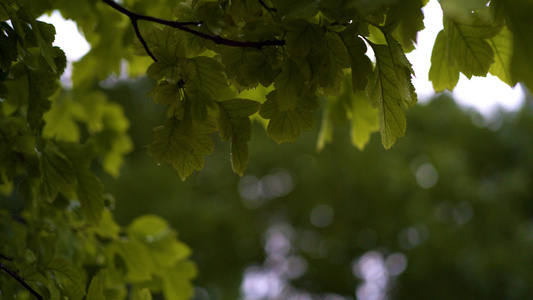 4K拍摄微风中摇曳的树叶视频