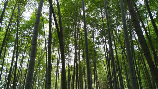 竹林竹海4K实拍视频[层峦叠翠]视频