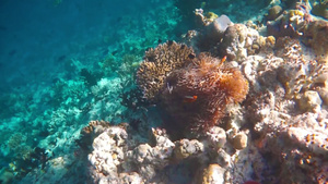 各种硬珊瑚及热带鱼类9秒视频