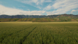 航拍新疆伊犁金色的麦田与天山山脉视频57秒视频