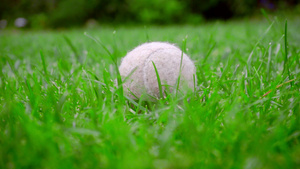 绿草坪上的狗玩具白网球12秒视频