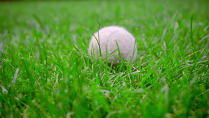 绿草上近网球白草上近距离6秒视频