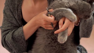女人给宠物剪指甲19秒视频