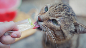 4k吃零食的小野猫25秒视频