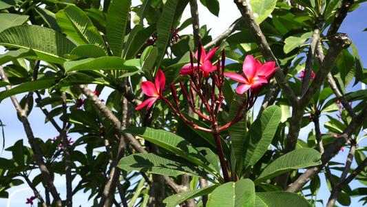 红鸡蛋花花卉视频