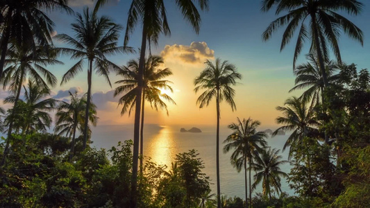 热带日落海和棕榈视频