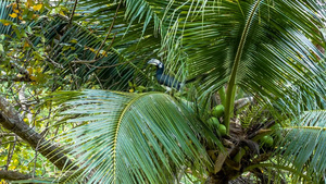 热带鸟飞离棕榈树13秒视频