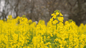 微距拍摄春天黄色油菜花4k素材61秒视频