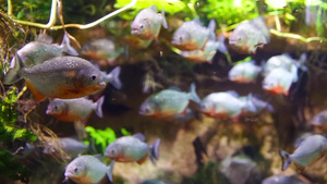 绿色背景鱼儿水族馆10秒视频