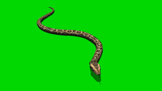 蛇在地上穿梭游动绿幕素材视频