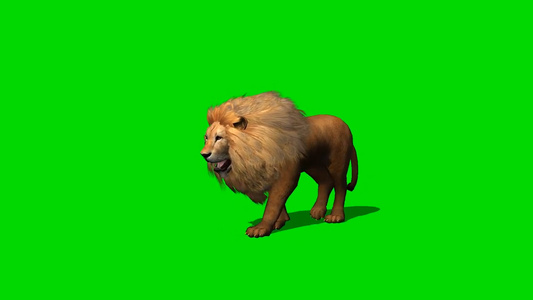狮子慢慢行走绿幕素材视频