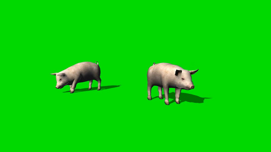 猪在地上慢慢寻找食物绿幕素材[歪倒]视频