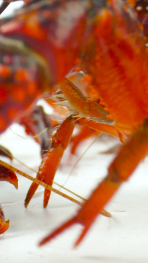 小龙虾生鲜食材活虾虾子25秒视频