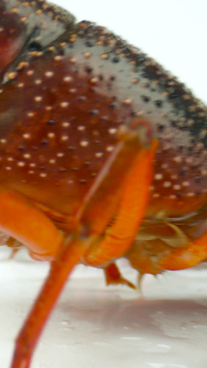 小龙虾生鲜食材活虾虾子25秒视频