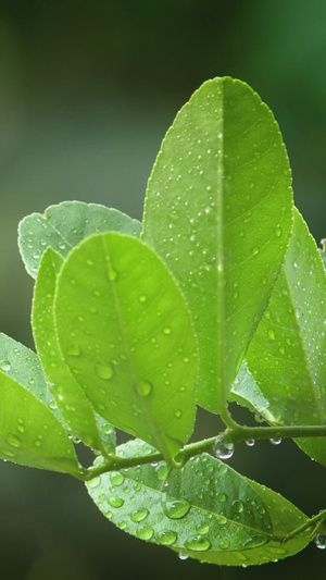 雨水打在植物上生机勃勃21秒视频