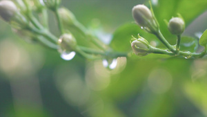 小清新光斑微距花草芯上露水珠53秒视频