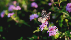 春天蝴蝶觅食采花朵21秒视频