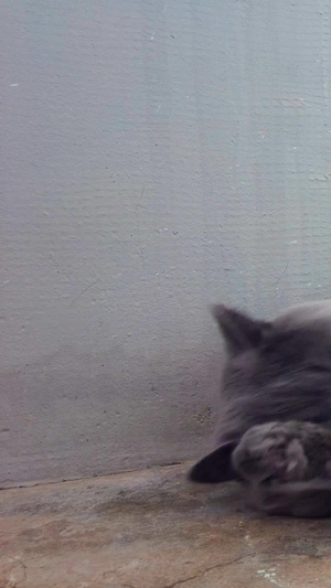 拍摄黑灰色可爱的不知品种的名贵宠物猫国际猫咪日134秒视频