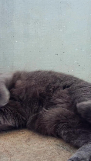 拍摄黑灰色可爱的不知品种的名贵宠物猫小动物134秒视频