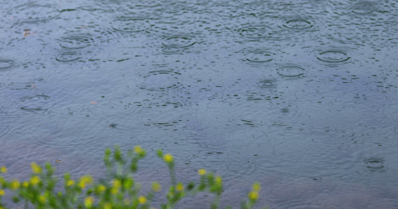 4K拍摄春雨雨滴落在湖面视频