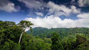 热带绿色森林光影延时27秒视频