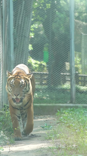 动物园游走的老虎华南虎15秒视频