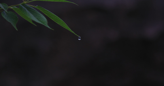 4K微距拍摄水滴从叶尖滑落视频