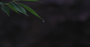 4K微距拍摄水滴从叶尖滑落13秒视频