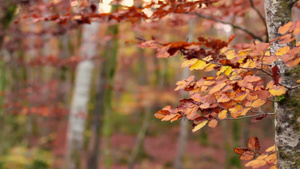 在秋天美丽而壮观的秋天风景25秒视频