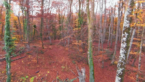 航拍在红树和棕树之间飞行12秒视频