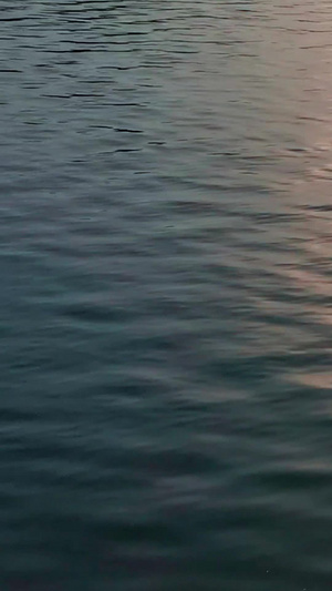 日落湖泊上野鸭游泳雁形目20秒视频