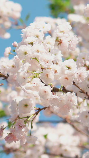 蓝天下纯白日本樱花樱花树17秒视频