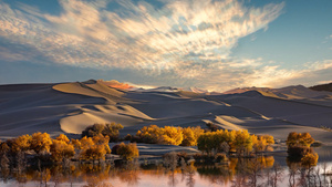 唯美新疆塔河流域沙漠胡杨旅游宣传背景视频40秒视频