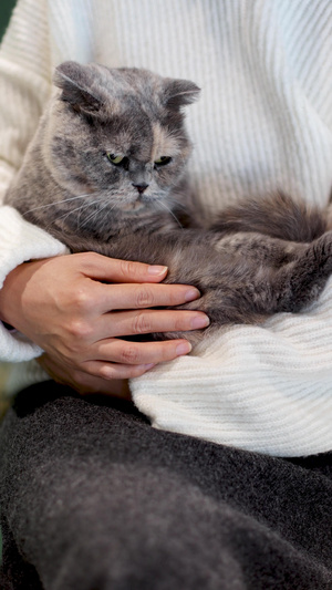 女性怀内抱着宠物猫咪24秒视频