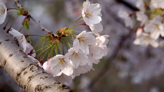 春季自然风光樱花4K视频合集视频
