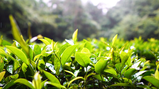 雨天茶山上茶叶4K特写[大雨天]视频